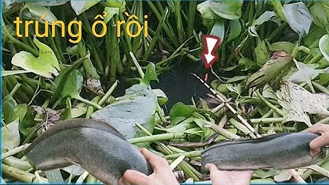 Tập 50 - câu cá rô đồng - trúng ổ cá giựt run run tay sau cơn mưa lớn.@tanhungmientay