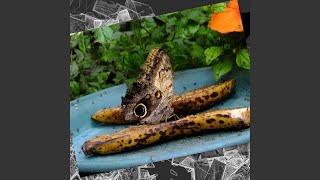 Butterfly Bank