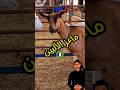 معلومات عن سلالة ماعز الألبين الفرنسية Alpine Goat معلومات عن سلالة ماعز الألبين الفرنسية Alpine Goat