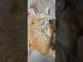 #cat #cute #catlover #animals #kitten #lazycat #cutecat #cuteanimal #funny #lazypets