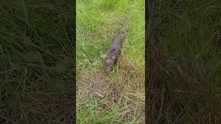 Visiting My Wild Pack Rat Friend At Its Home