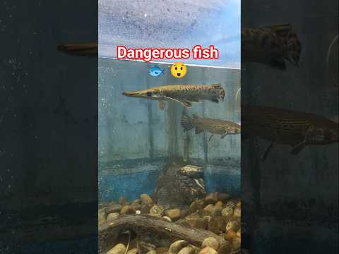 Dangerous☠️ fish in the world #fishaquarium #dangerous #fish #uniquefacts #fishing #short #yt #ikan