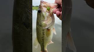 The New “Tumbleweed” from Strike King Lure Company‼ #Fishing #fok