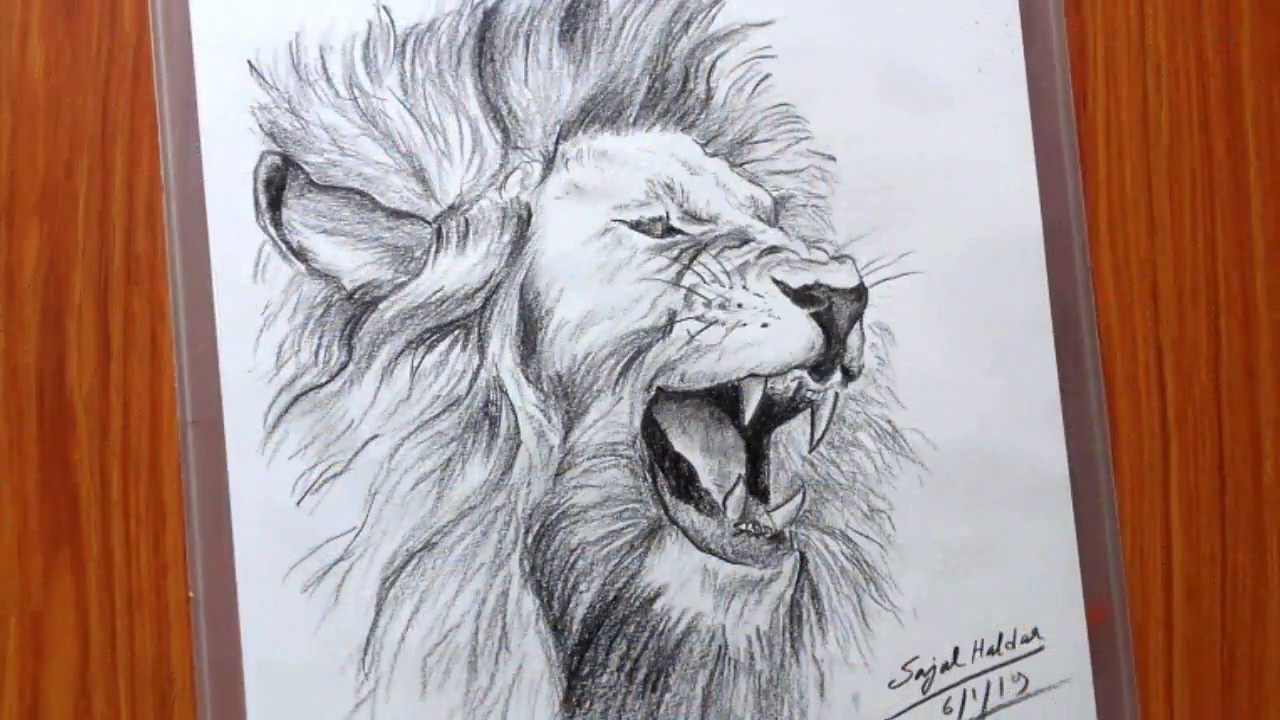 Color Sketch Lion Drawing by Sam Pako - Fine Art America-gemektower.com.vn