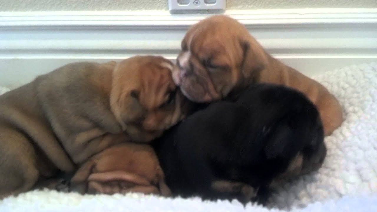 Rare Bulldog Puppies