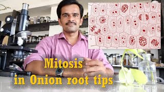 Mitosis in Onion Root Tip │12th class biology │11th class biology │Compound microscope | Practical