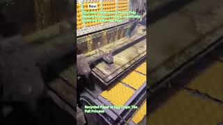 How Egg Trays Are Made! ​#EggTrayMachine #Manufacturing #IndustrialDesign #Recycling #HowItsMade