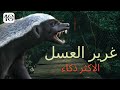 غرير العسل ملك الغابه الحقيقي