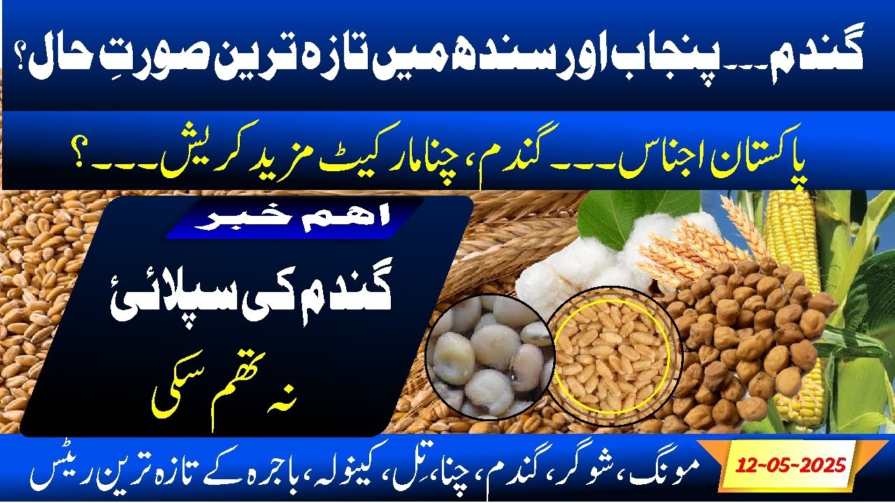 today wheat in pakistan rate | kala chana price today | sugar price ...