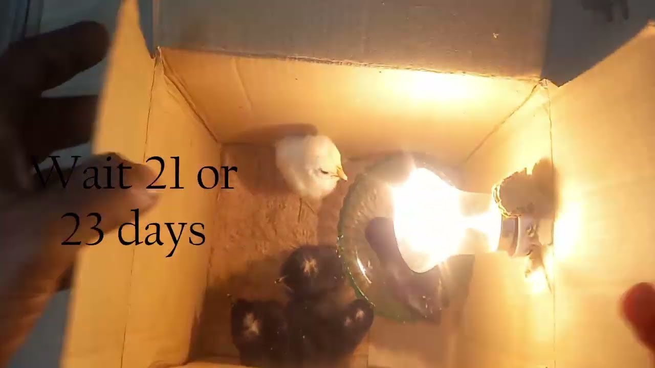 Home made Egg Incubator Very Easily |Incubator for chicken eggs | How to hatch a chicken egg at home