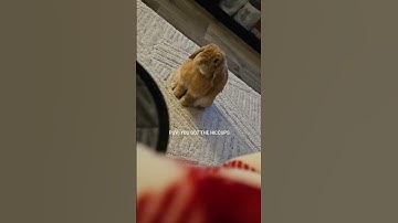 Bunny Catches Hiccups #shorts