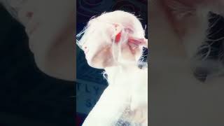 Blackpink Rosé Judas Edit