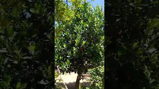 fruitplant jackfruit short