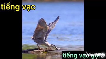 tiếng vạc gọi đêm bản chuẩn k tạp âm đánh tháng 8