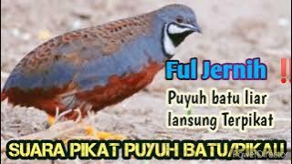 Suara Pikat Puyuh Viral ‼️|| MP3 pikat puyuh batu || Pipikau