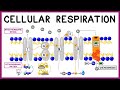 Breath and Energy The Essentials of Cellular Respiration