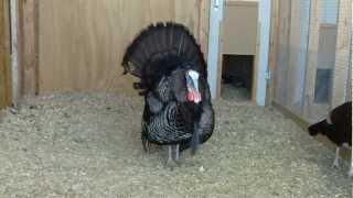 Tom Turkey showing his colors