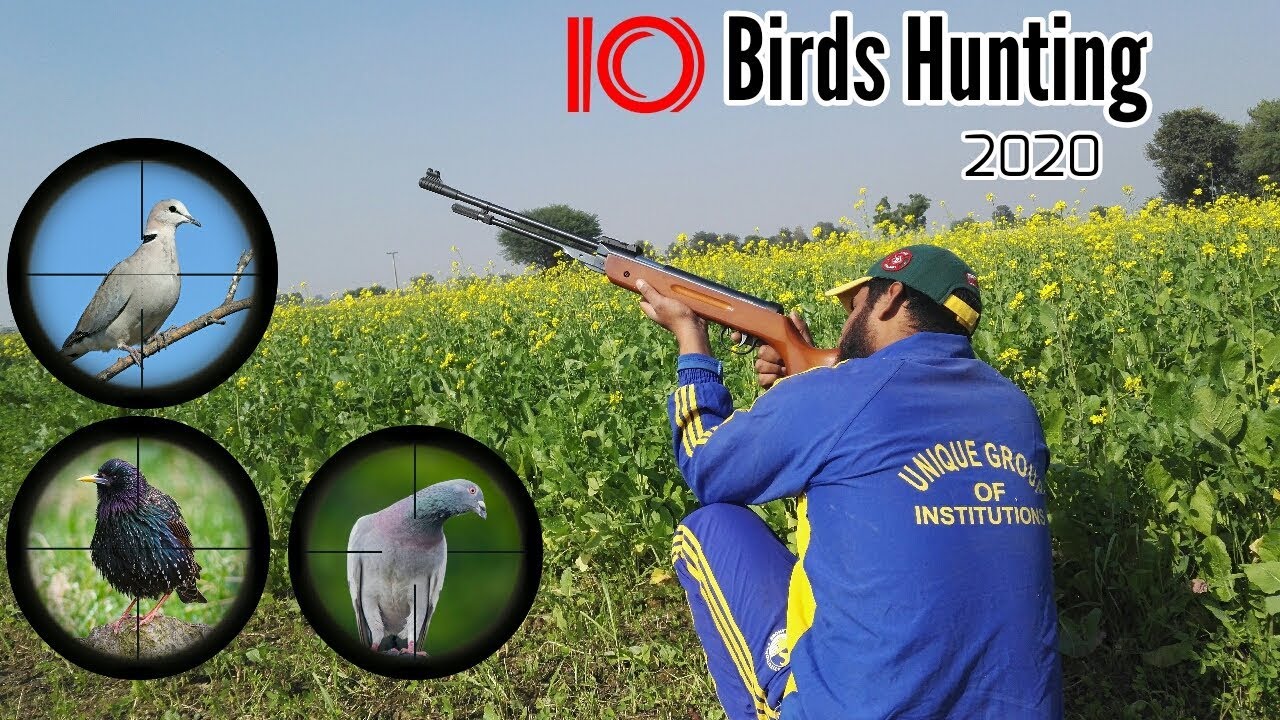Pellet Gun Birds Hunting with Hunting Trips YouTube Pellet Gun Birds Hunting with Hunting Trips YouTube