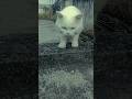 world's funniest cat videos ❤️❤️#cat #ytshorts #shorts #youtubeshort #trendingshorts #animalshorts