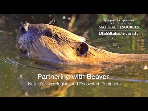 The Unexpected Beauty Of A Beaver Basecamp: A Conservationist's Plea