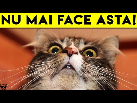 Video: Cat merge în cercuri și acționează dezorientat