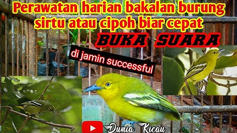 Perawatan sirtu atau diku/cipoh ombyokan// agar cepat bunyi