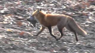 FOX CATCHES SQUIRREL