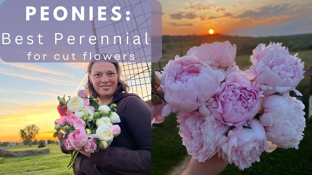 How to Grow Peonies for Profit | Essential Tips for Cut Flower Farmers