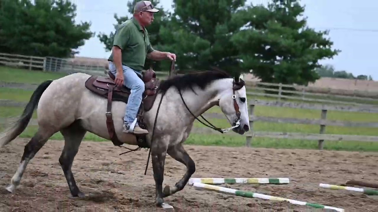 2019 gelding by Step It Up Jak