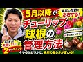 【チューリップ球根の管理方法】5月以降の管理方法を紹介します‼︎ここからが重要な肥大期に入ります‼︎Ver619【カーメン君】【チューリップ】【球根】【宿根草】