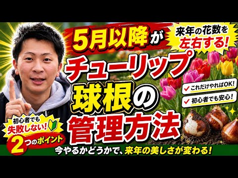 チューリップ球根の管理方法】5月以降の管理方法を紹介します‼︎ここ