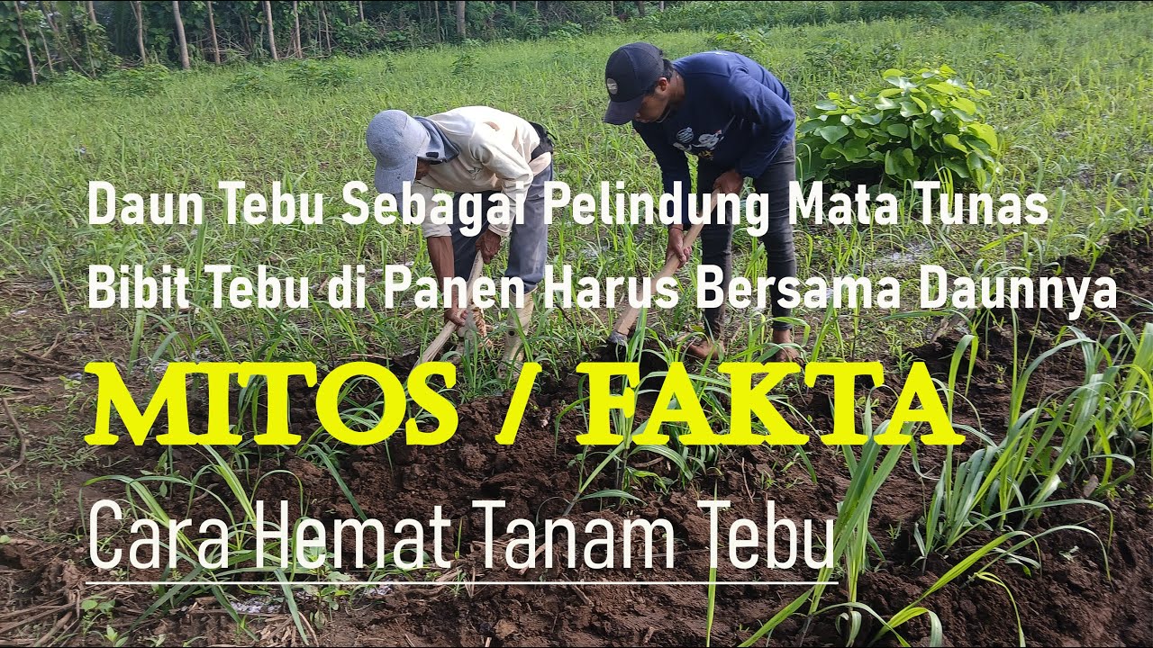 Cara Hemat Tanam Tebu dengan Kondisi Bibit Bersih Mitos atau Fakta Merusak Mata Tunas