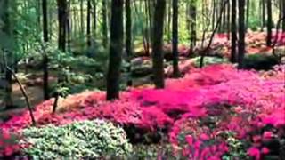 Novinha Rebolando , Gostosa Nua , Sem Calcinha