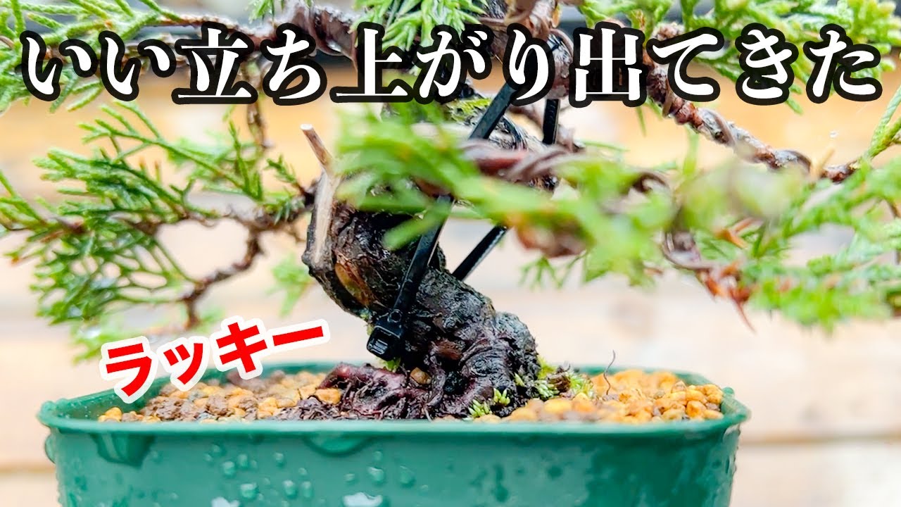 SNP5】黒ポットは早めに卒業させるべし！真柏を植え替えたら予想外の