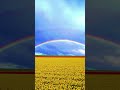 Tulip fields and rainbowーチューリップ畑と虹ー