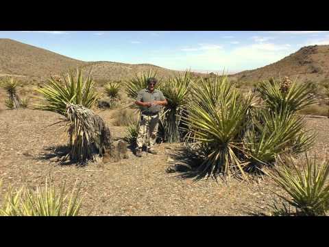 Video: Yucca - Yucca, Yucca Lehtede, Yucca Lillede Kasulikud Omadused. Yucca Hooldus Kodus. Yucca Siseruumides, Aed, Niit, Elevant