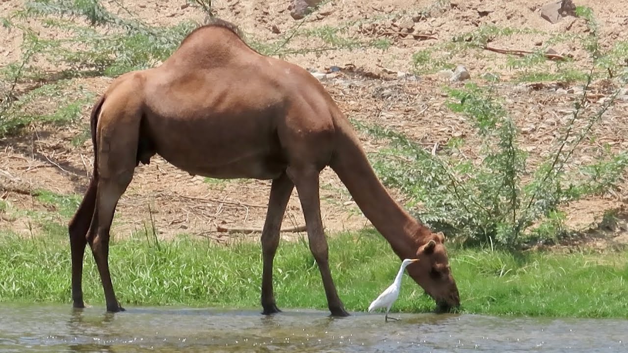 طيور الغرانيق والموالك هكذا تخدم الإنسان ومزارعه وإبله وماشيته وبيئته