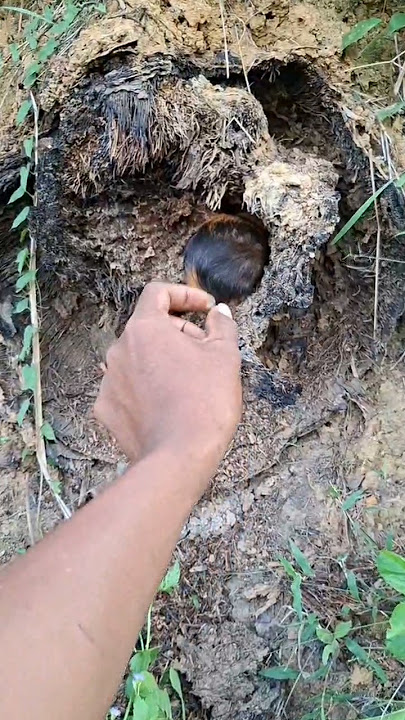 At the root of the tree there is a cute animal #shortvideo #fyp