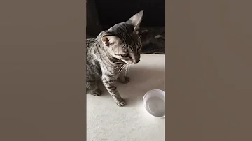 Simba 