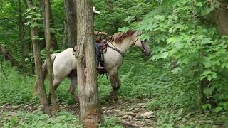 UNIQUE AND RARE AQHA REGISTERED CHAMPAGNE DUN GELDING, RANCH, ROPE, YOUTH & FAMILY FRIENDLY