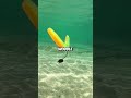 Texas Rig vs Wacky Rig Senko (When to Use Each)
