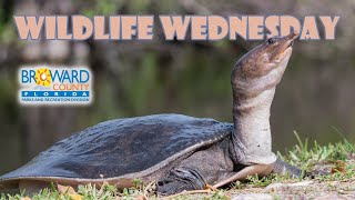 Florida Softshell Turtle | Wildlife Wednesday | Broward County Parks