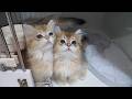 These cute kitten brothers end up pushing each other around while chasing a toy…