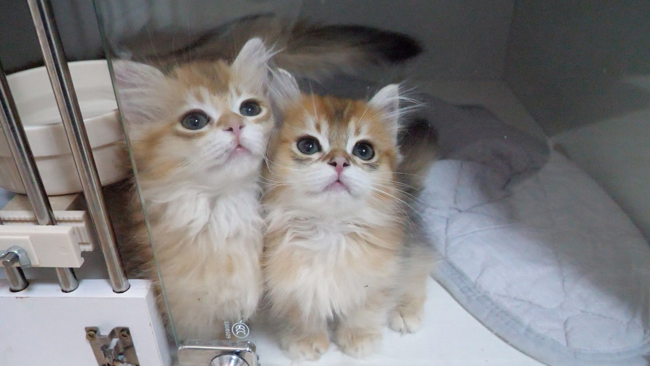 These cute kitten brothers end up pushing each other around while chasing a toy…