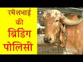 Gir Cow Breed Development