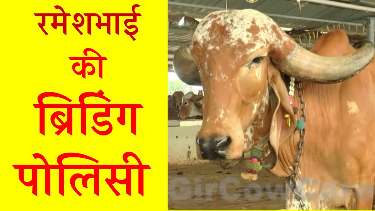 Gir Cow Breed Development