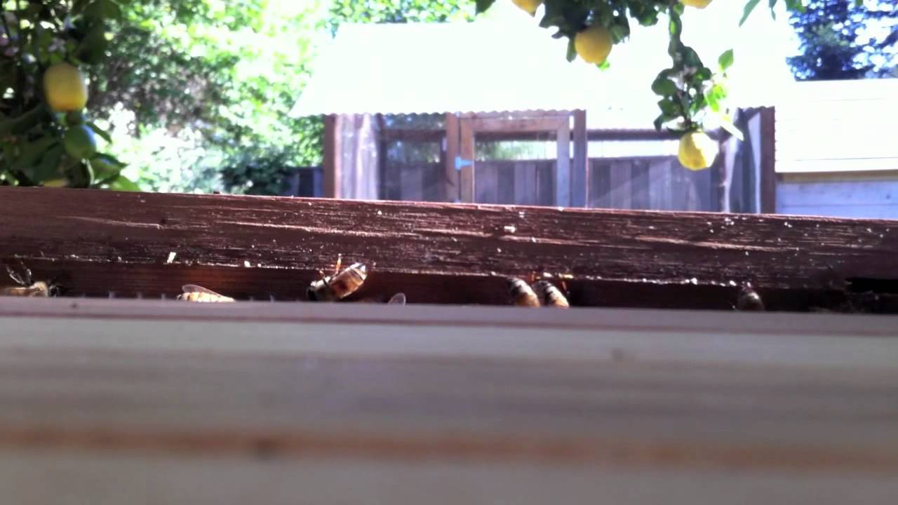 Top Bar Hive Inspection Six Weeks After Install YouTube
