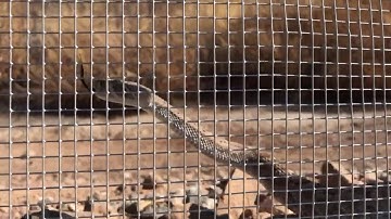 Snake Fence Demonstration