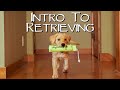 Labrador Retriever Teach Your Puppy To Fetch - Gun Dog Training