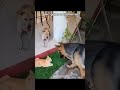 pov: gatos e cachorros 😂😂😂😂